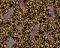 Флизелиновые обои AS-Creation Versace 37053-1