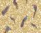 Флизелиновые обои AS-Creation Versace 37053-2
