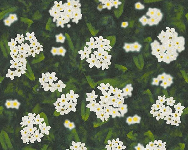 Бумажные обои AS-Creation Decora Natur 95932-1